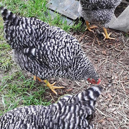 Thaller Edeltraud Taching am See Zewnętrze zdjęcie